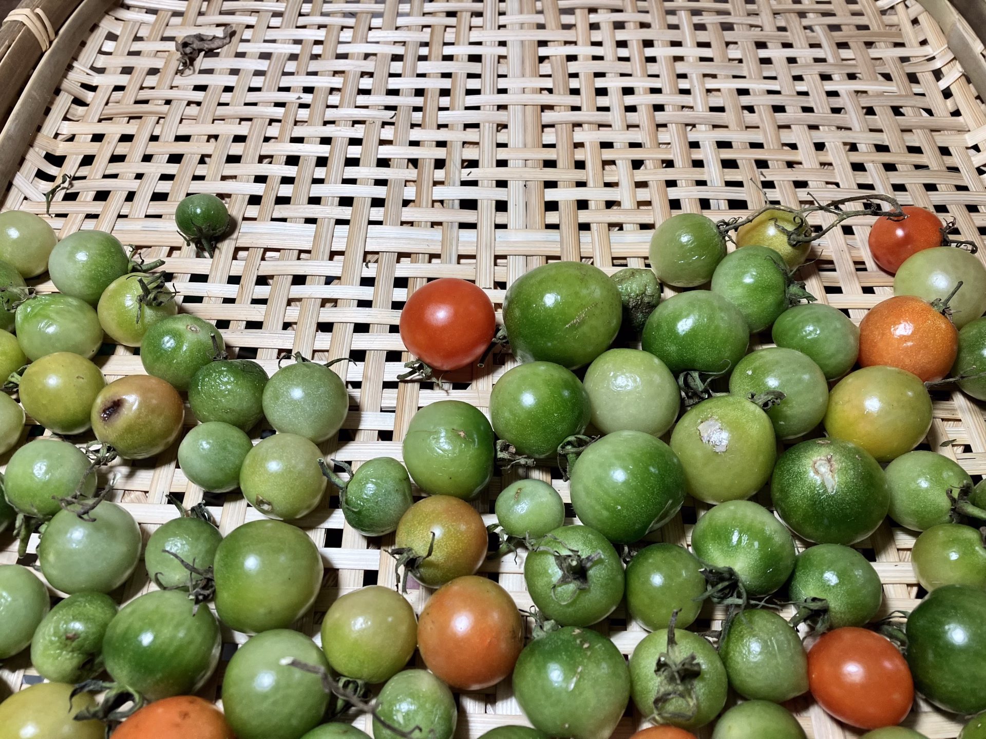 着色不良のミニトマト