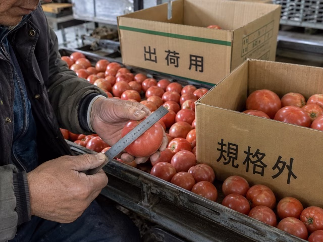 野菜のサイズや形を手作業で極度に細かく選別している農家の手元