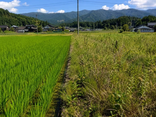 整備された農地と荒れ果てた農地の境界