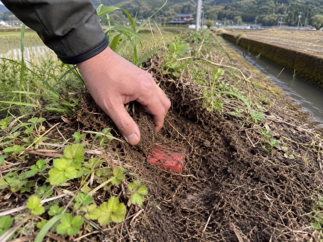 土に埋もれた境界標（杭）を確認する様子