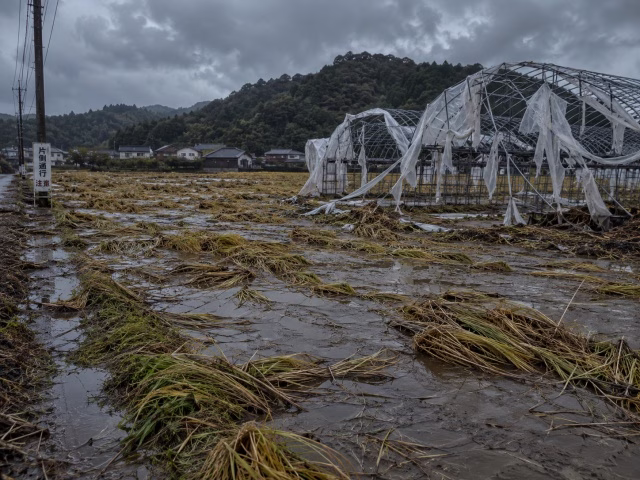 台風で倒伏し水没した稲穂と、破れたビニールハウス