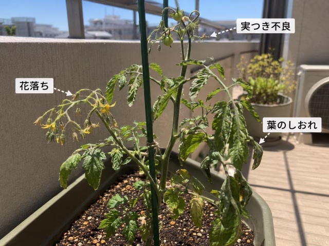 猛暑で花落ちや葉のしおれ、実つき不良が同時に起きているミニトマトの株
