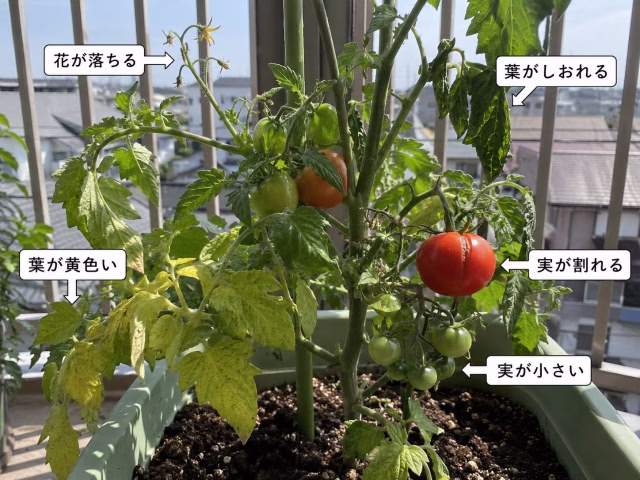 花落ちや葉の黄化、実割れなどミニトマトの複数症状が分かる写真
