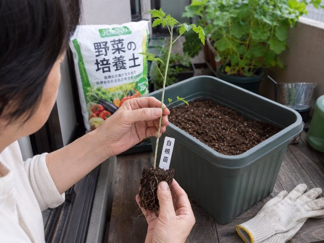 徒長した自根のミニトマト苗を確認している様子
