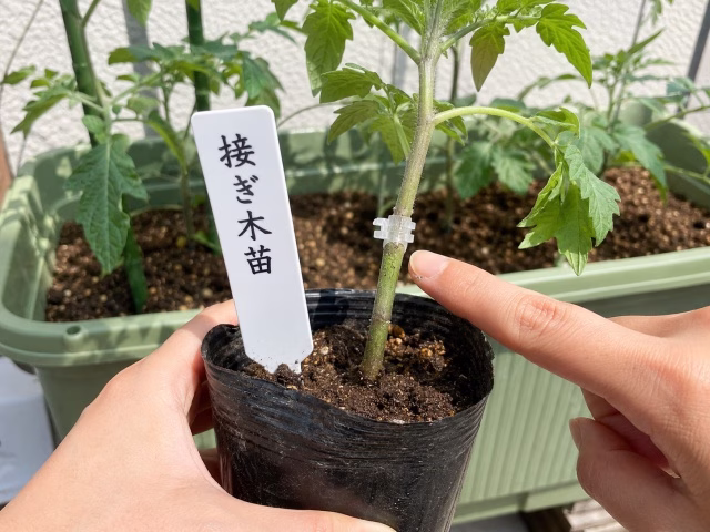 ミニトマトの接ぎ木苗の接ぎ木部分を確認している様子