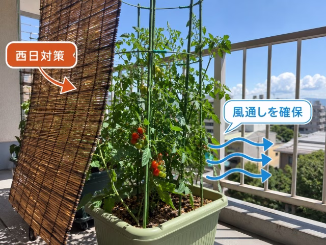 西日を和らげるために片側へ遮光ネットを設置したミニトマトのプランター