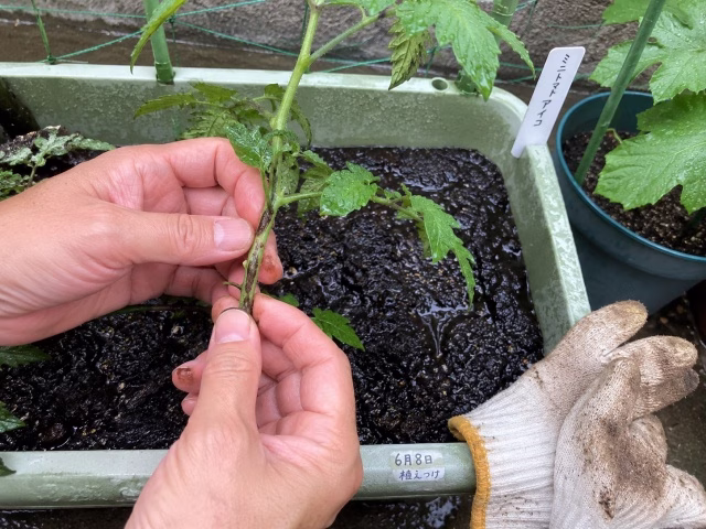 傷みのあるミニトマト苗の茎と湿りすぎた土