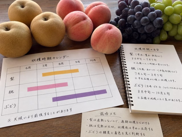 梨や桃、ぶどうと収穫時期を示す資料