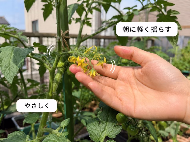 朝にミニトマトの花房をやさしく揺らして受粉を助けている様子