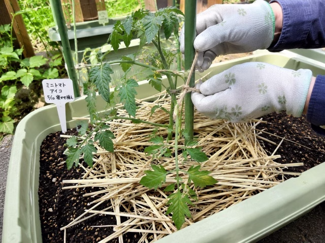 寝かせ植え後のミニトマトの株元に敷きわらを敷いて泥はねを防ぐ様子