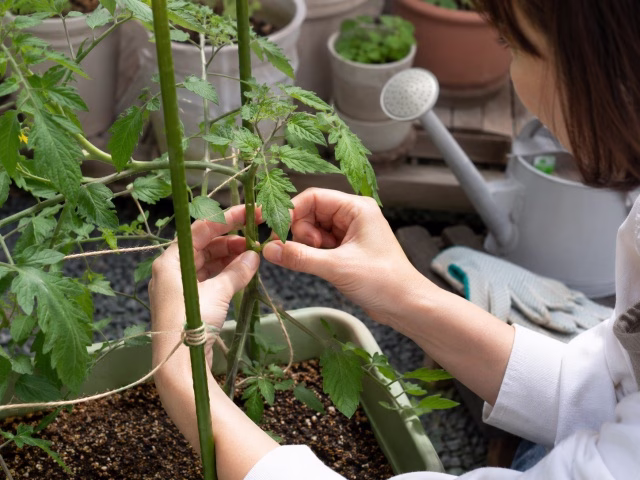 植え付け後のミニトマトを観察して管理している様子