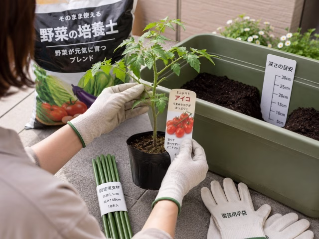 ミニトマト苗の状態を確認して寝かせ植えの可否を判断している様子