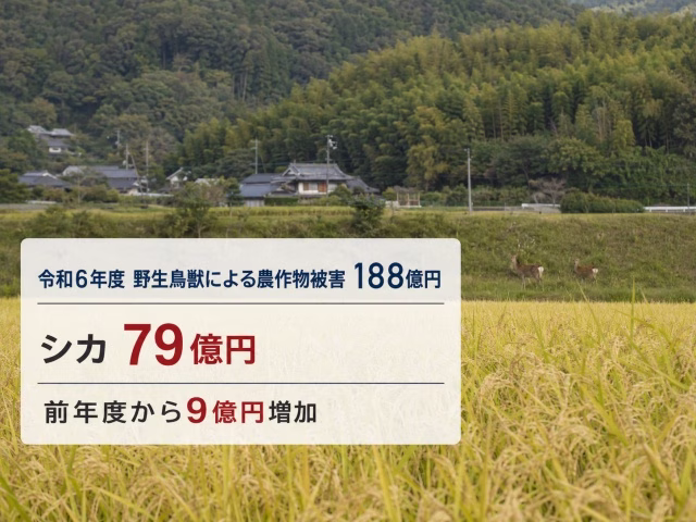 日本の農地を背景に、野生鳥獣による農作物被害188億円とシカ79億円を日本語テロップで示した実写風画像