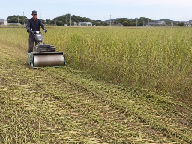 平坦な土地でローラーを使って雑草を倒しているイメージ