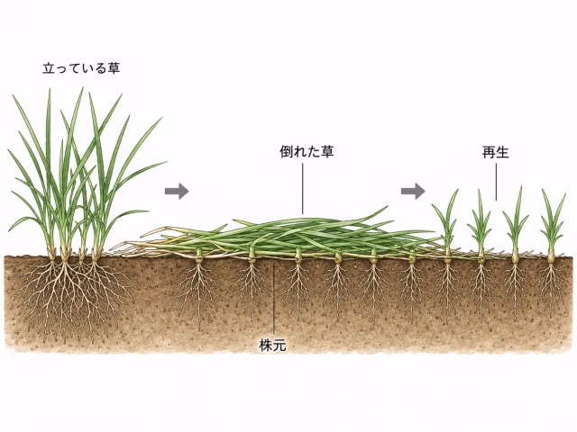 踏圧後も株元から雑草が再生する可能性を示した図