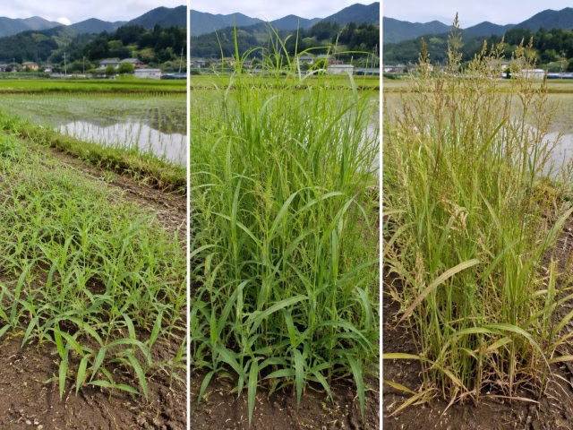 雑草が低い時期から種子が成熟するまでの生育段階の比較